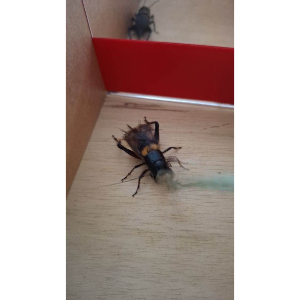 JANGKRIK KALUNG / JANGKRIK ADUAN / JANGKRIK JLITENG / JERABANG FRESS TANGKAPAN ALAM