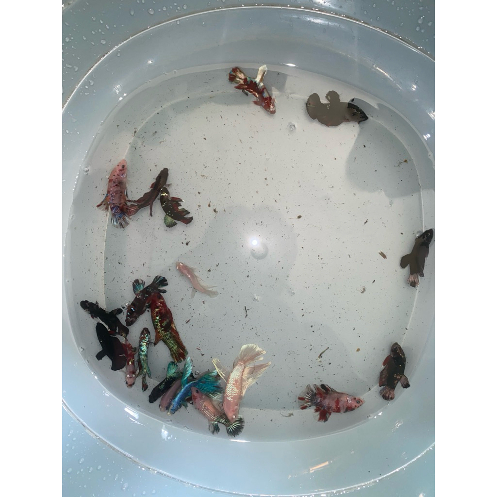 cupang avatar multi giant