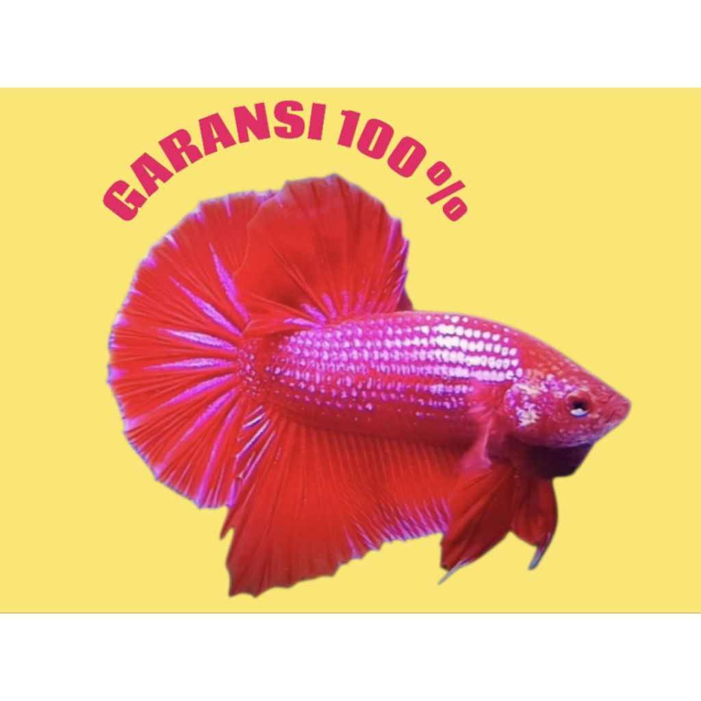 CUPANG HMPK BESGEL BESTER GRADE A+