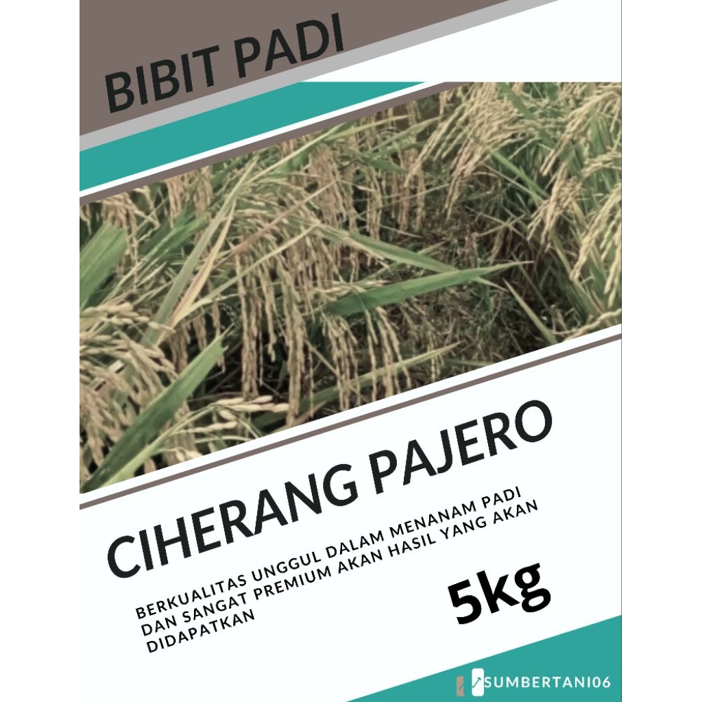 BIBIT PADI CIHERANG PAJERO KEMASAN (5KG) BERKUALITAS UNGGUL DAN TERPERCAYA