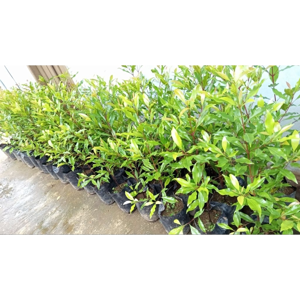 BibitCengkehZanzibar