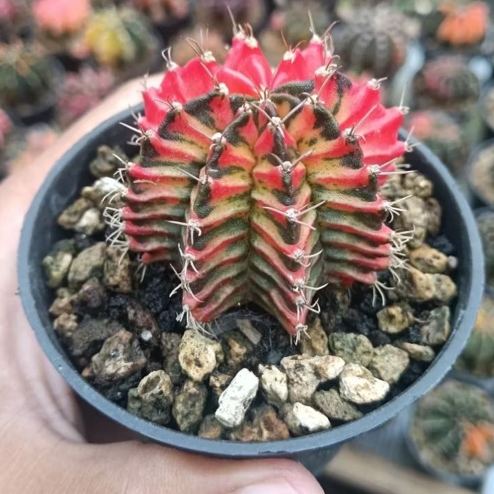 kaktus gymno LB variegata selected perform