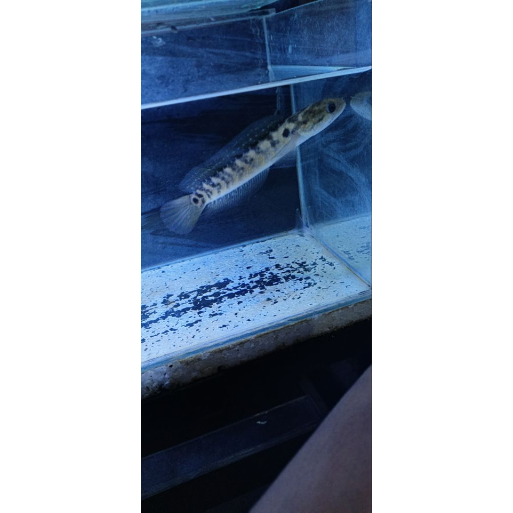 Channa Asiatica WS Motif Unik | Ikan Channa Predator Aktif | Size ± 13 cm
