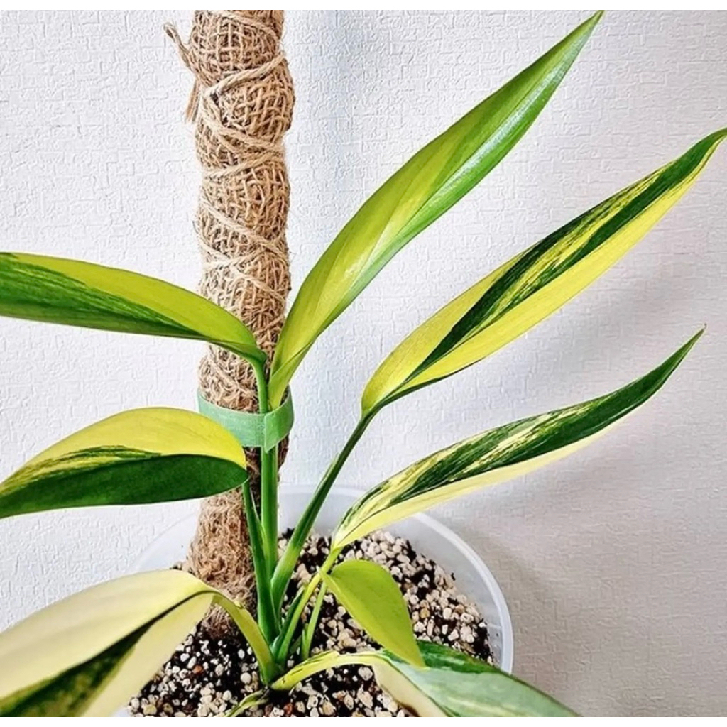 Epipremnum Amplisimum varigata