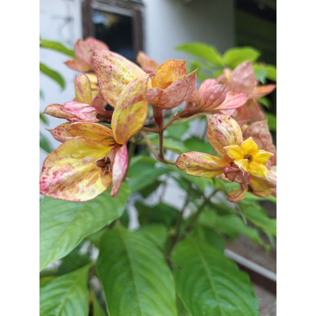 Bibit Tanaman Bunga Nusa Indah Kuning