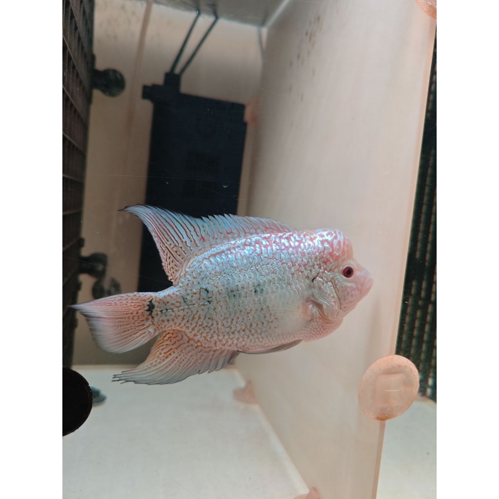 Luohan GB Kamfa F2 13cm Import Thailand