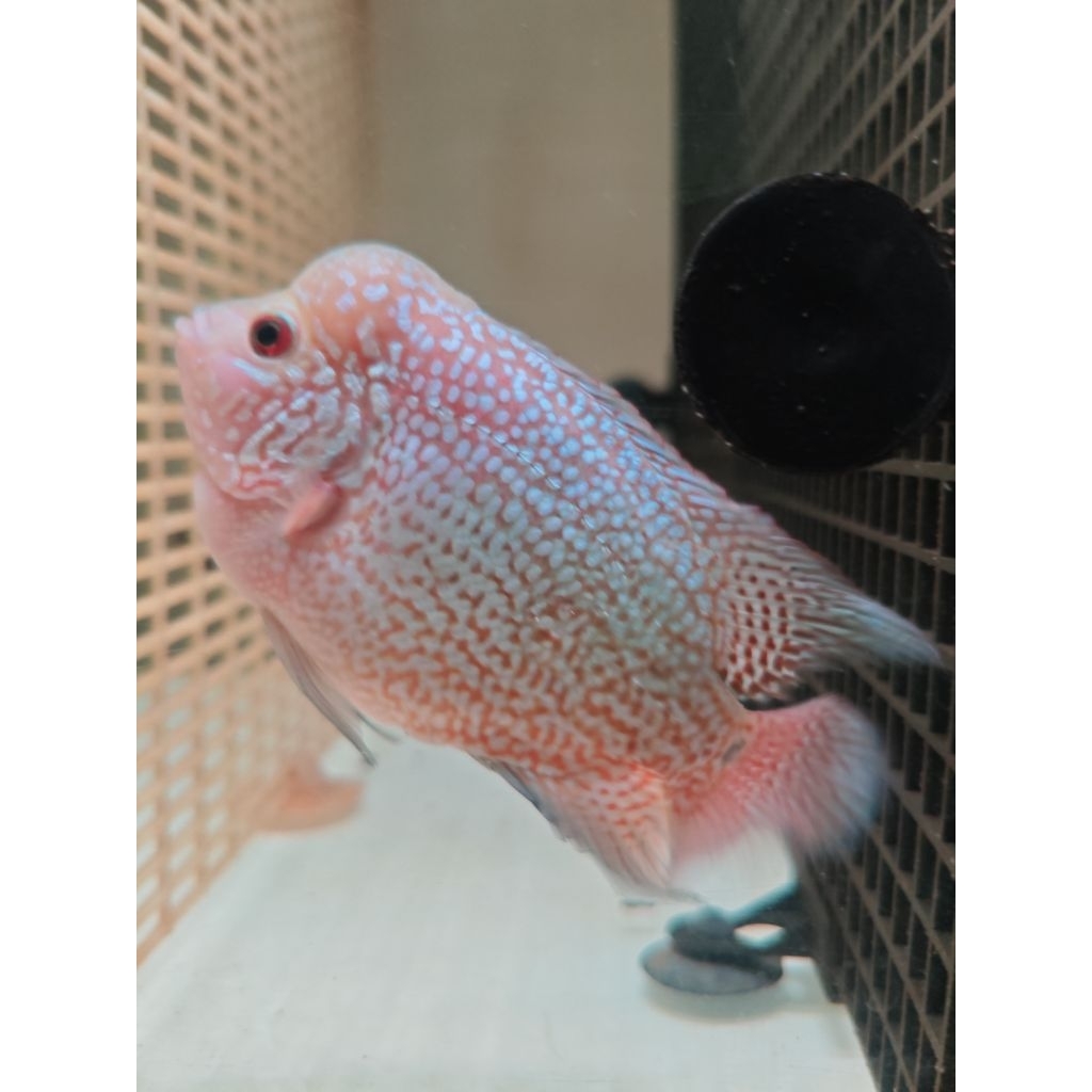 Louhan Red King Kamfa F1 12cm Import Thailand