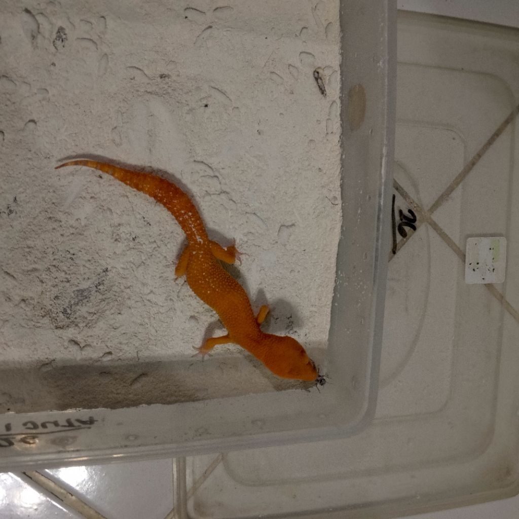 Koleksi gecko berkualitas data lengkap check out, gecko dikirim sesuai foto yang ada di produk