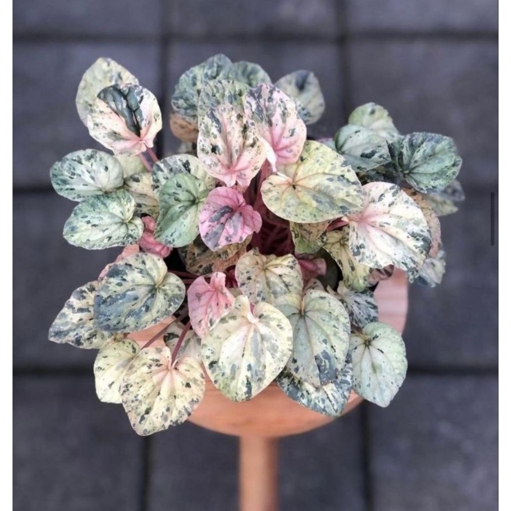 Peperomia Caperata 'Pink Lady'
