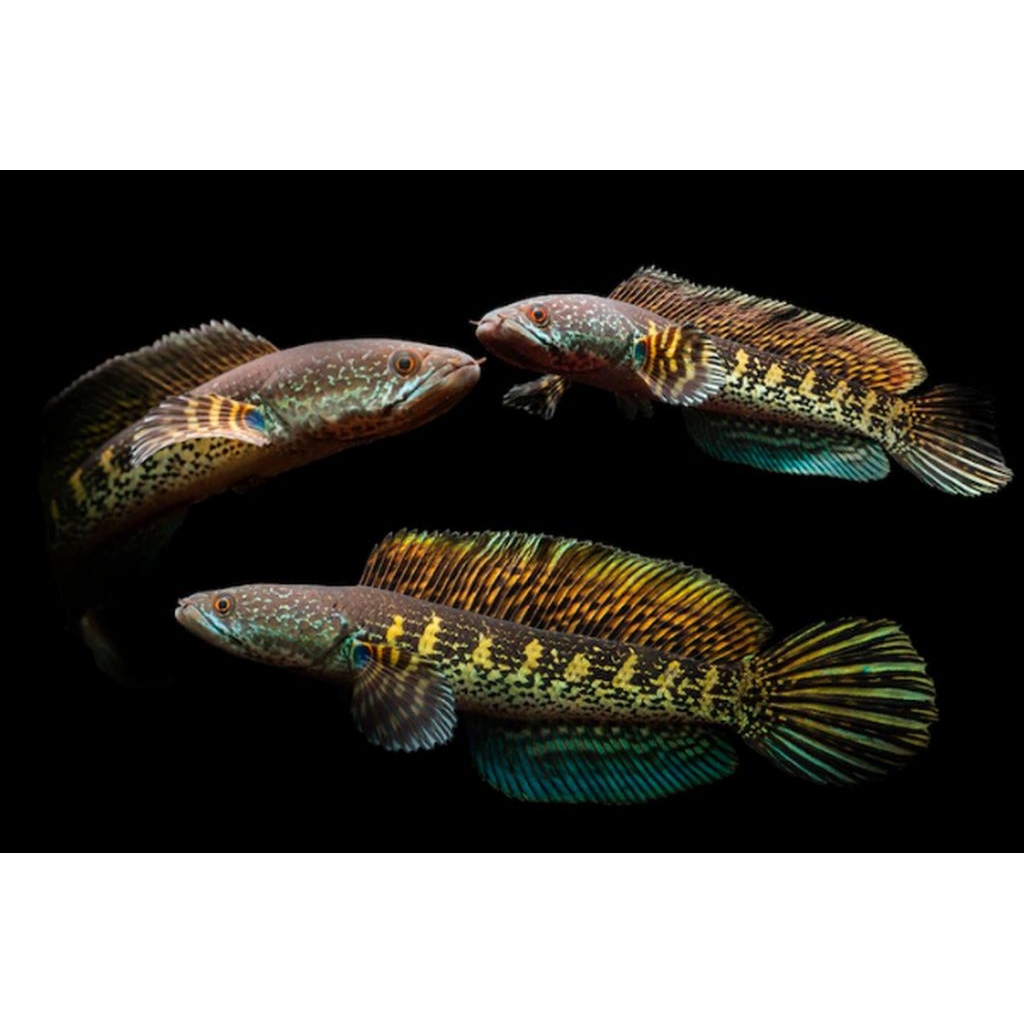 IKAN CANA AURANTI SIZ 12CM