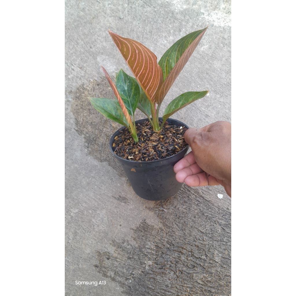 Aglonema KRESNA BLACK Rumpun 2 (Size Remaja) (3)