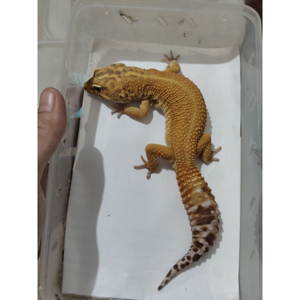 mainan leopard gecko aptor rs red stripe