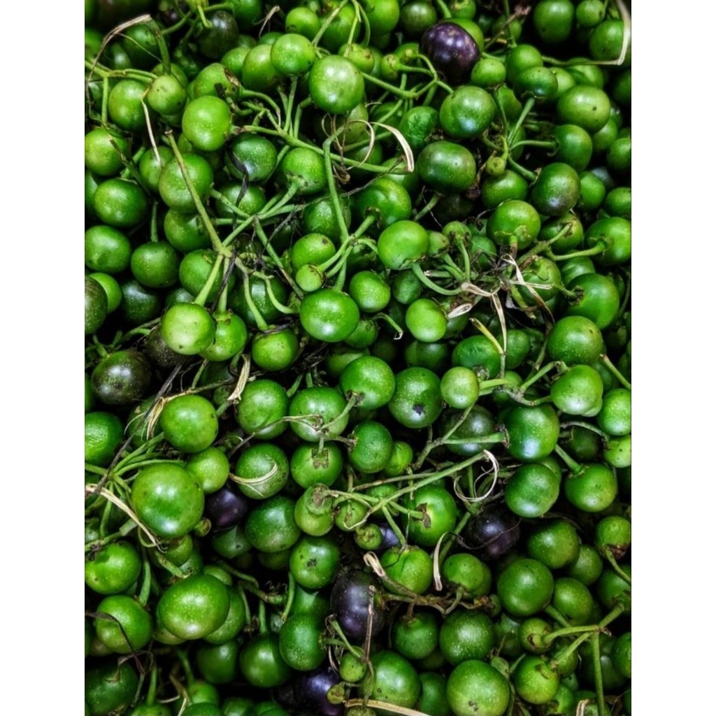 Leunca Segar untuk Lalapan