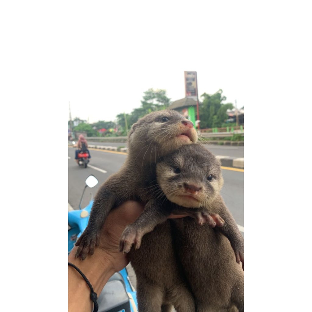 Otter