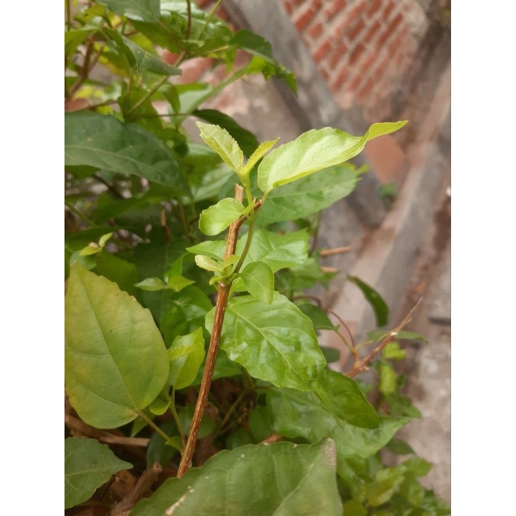 bibit stek batang tanaman waung, bibit waung , tanaman singkil.