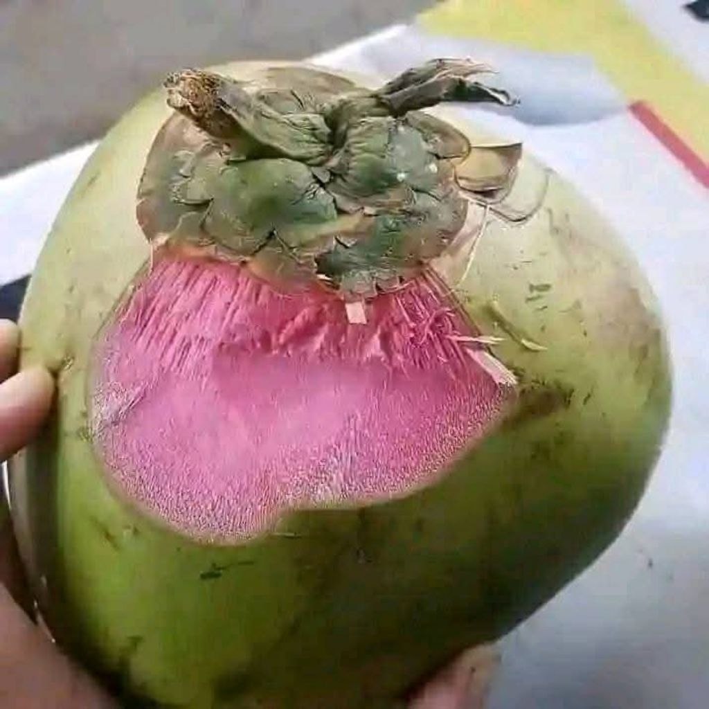 degan ijo kulit merah asli lumajang