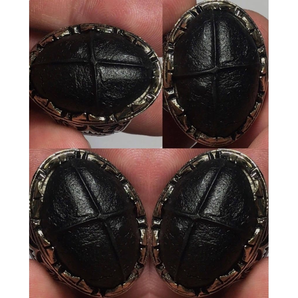 BADAR TAPAK JALAK HITAM NGERIKIL