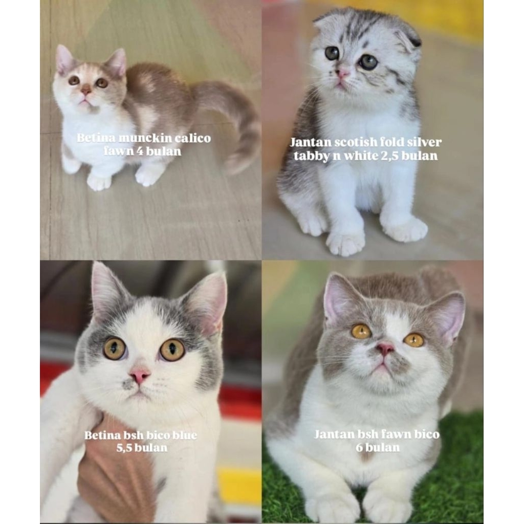 BSH munchkin dan BSH