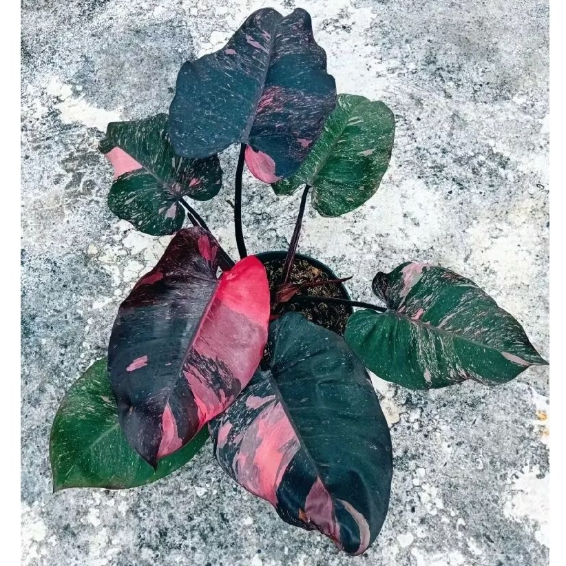Philodendron Pink Princess Galaxy Marble Daun Super Jumbo Stok Terbatas