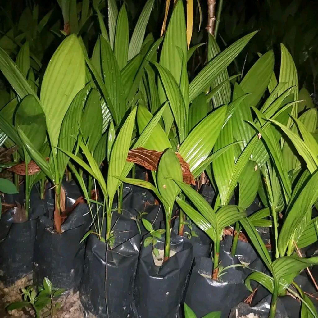 bibit pinang batara dan lokal