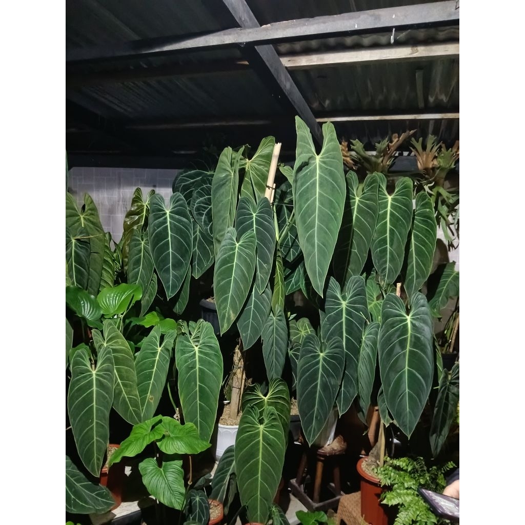Philodendron Melanocrysum Narrow Size M