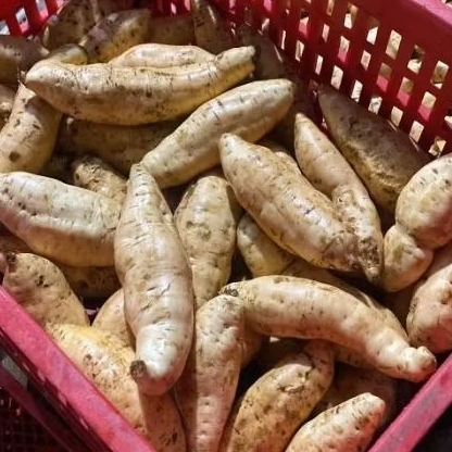 Ubi Cilembu oven / Ubi Madu Cilembu oven