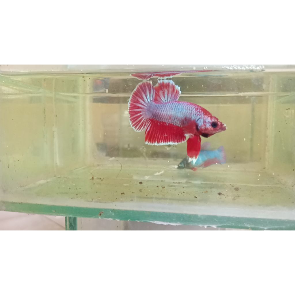 cupang plakat lavender