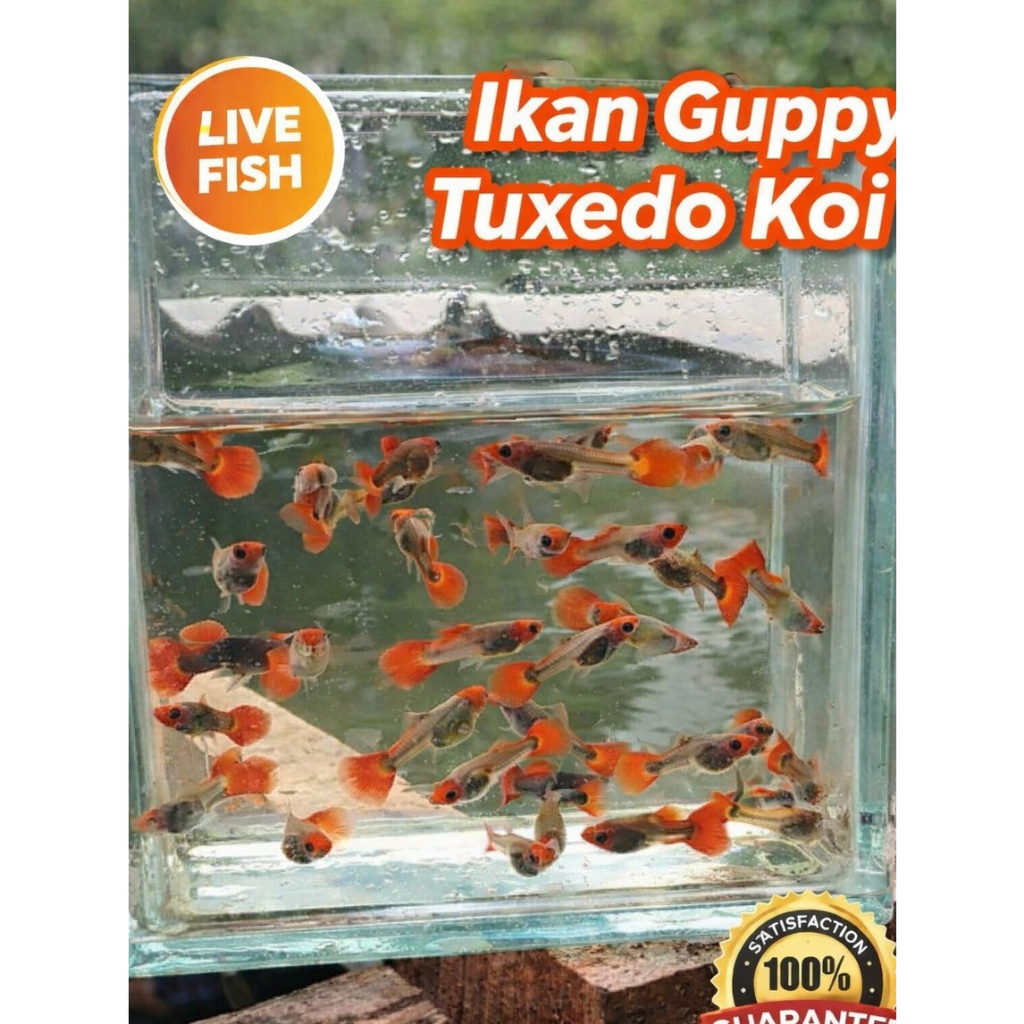 guppy tuxedo koi random, normal, glasbelly, blonde genetik short body