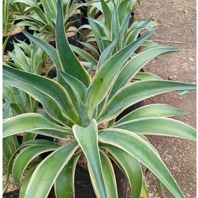 Tanaman Agave America Varigata / American Agave Siklok Varigated / Agave Amerika Varigata / Agave St
