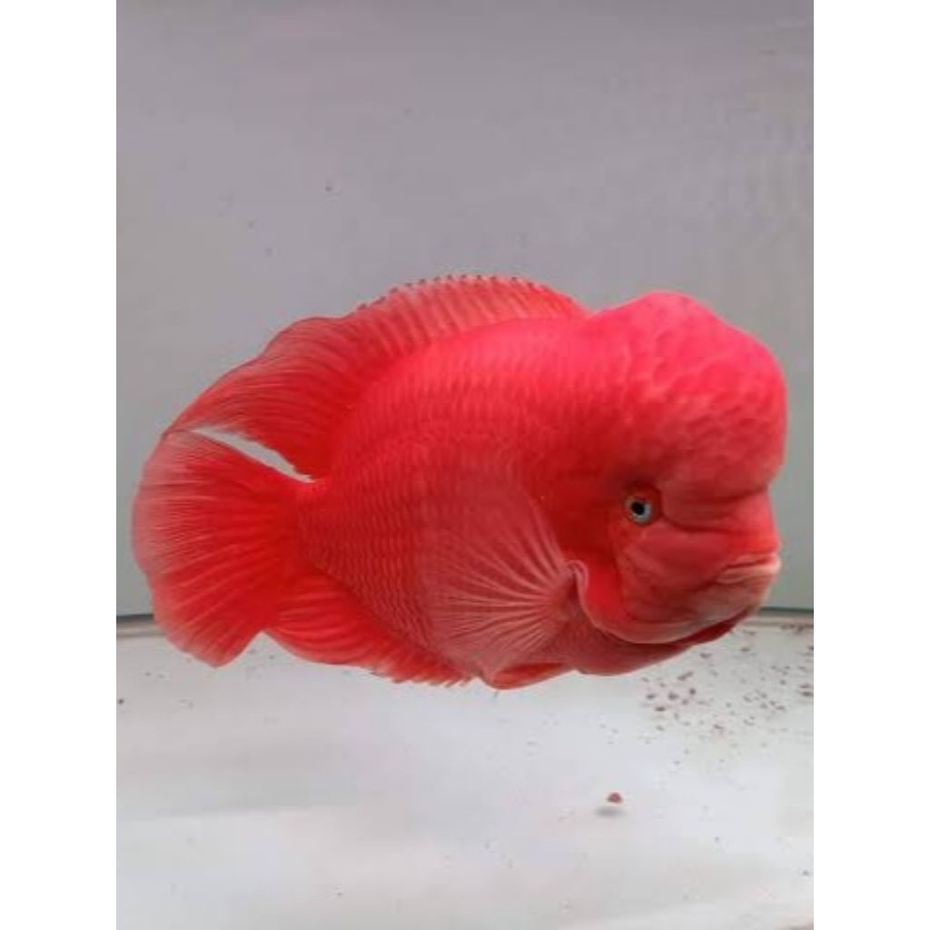 Burayak Louhan SRM Super Red Monkey Thailand, Warna Merah Menawan, Asli Thailand, Kualitas Unggulan