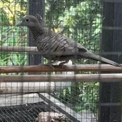 burung perkutut cemani remaja menuju dewasa