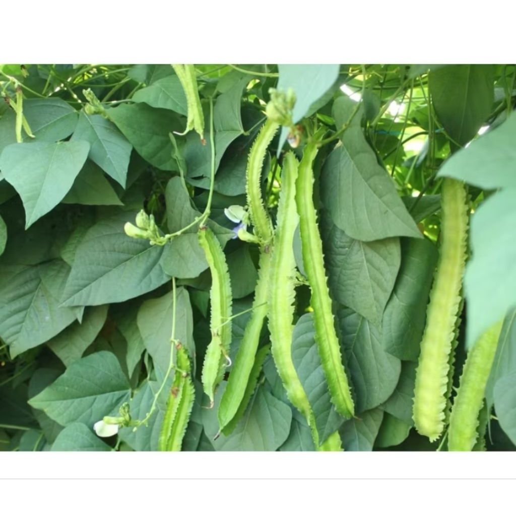 Bibit kecipir sayur lalap super panjang 15 benih