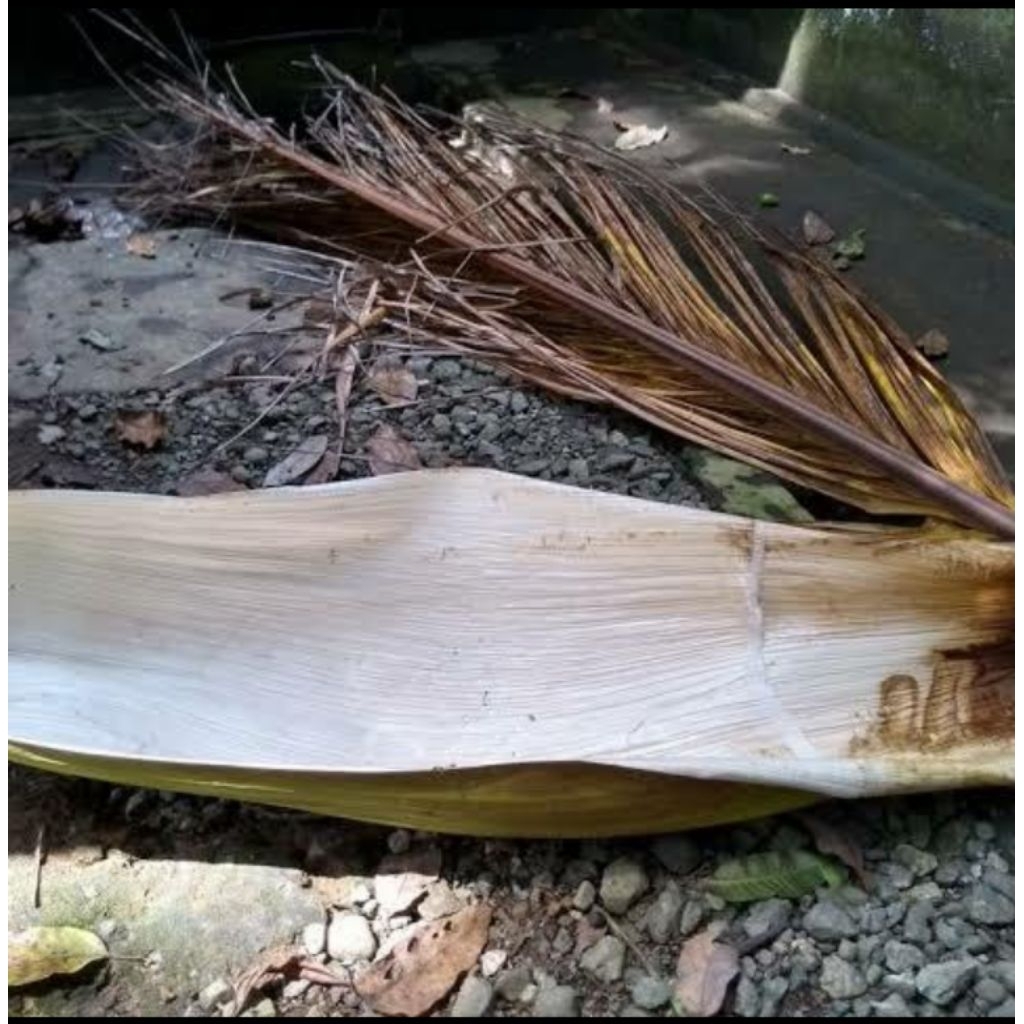 pelepah pinang kering utuh untuk kerajinan