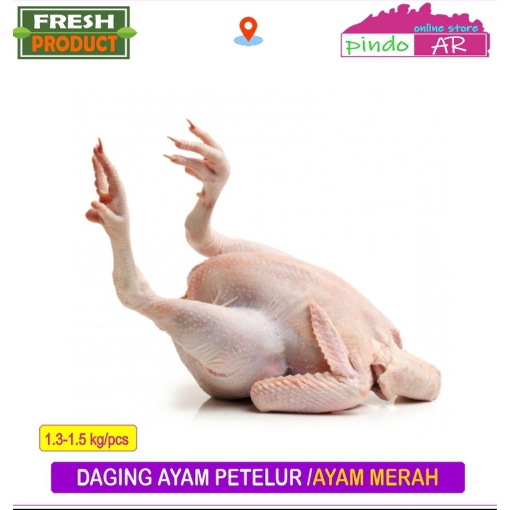 AYAM MERAH / AYAM PETELUR SEGAR