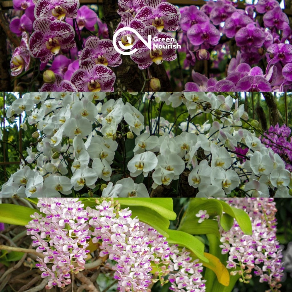 Pupuk cair organik khusus untuk bunga anggrek500ml