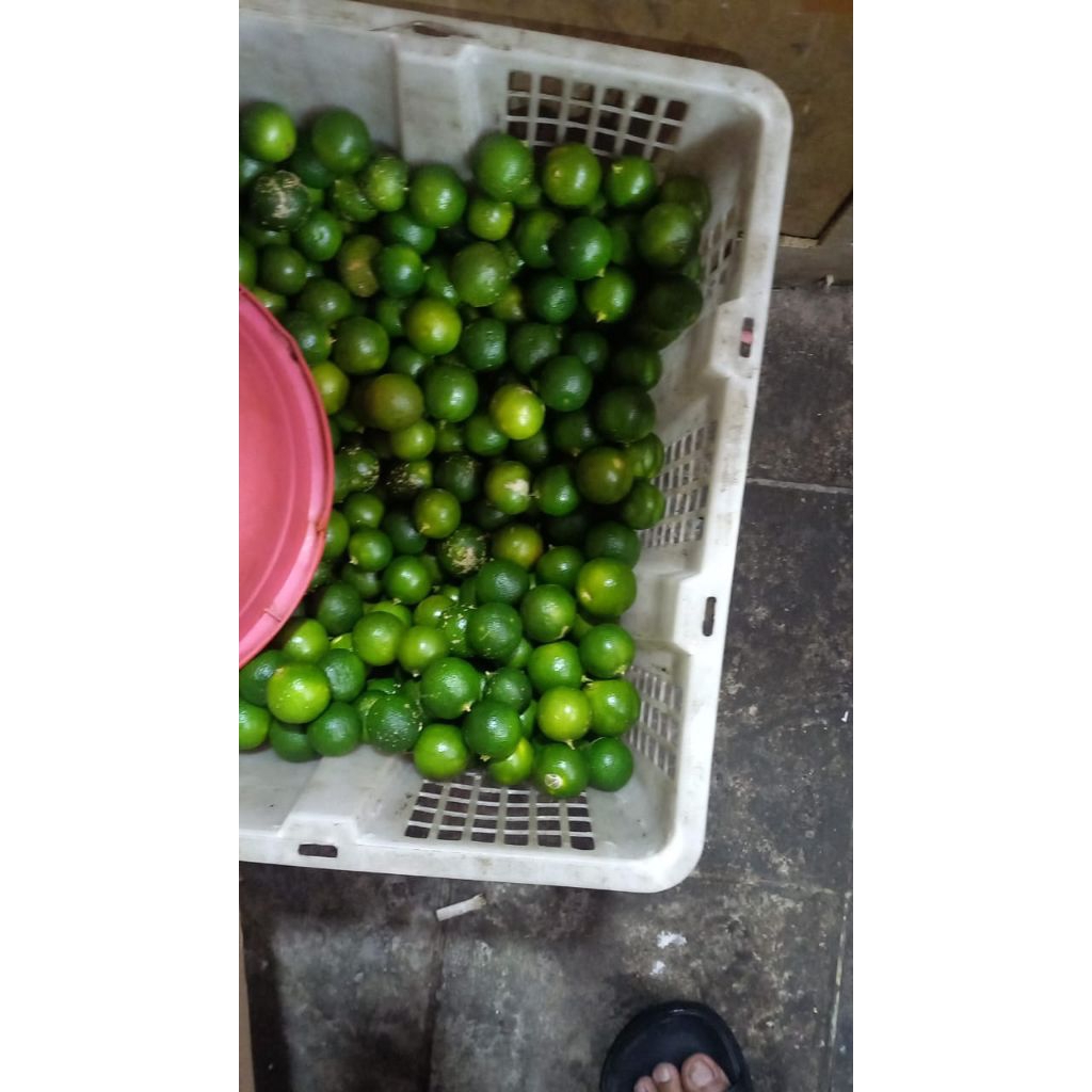 Jeruk Kunci/Sonkit Pontianak 500gr