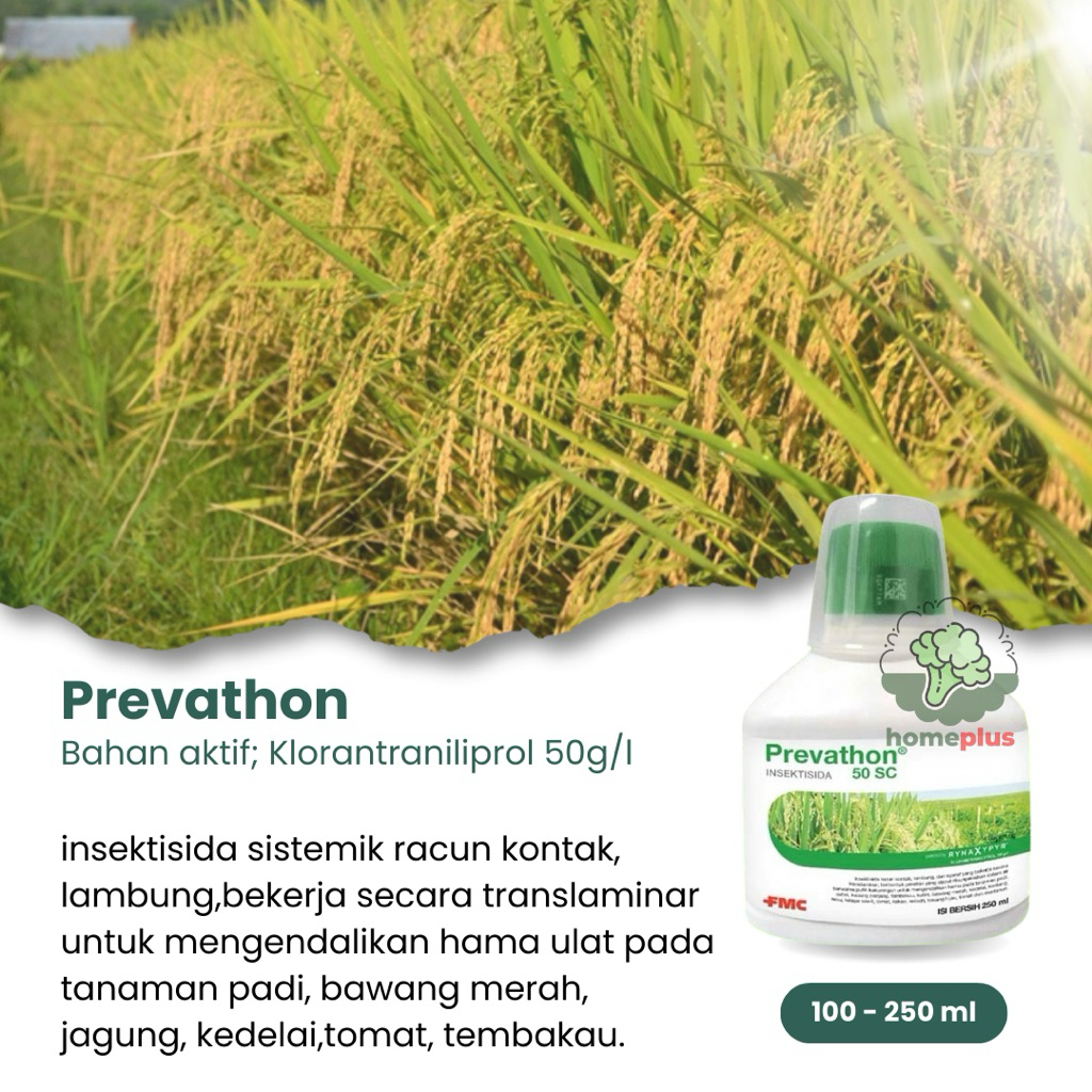 Insektisida Prevathon Efektif Mengendalikan Sundep Penggerek Batang Ulat Grayak