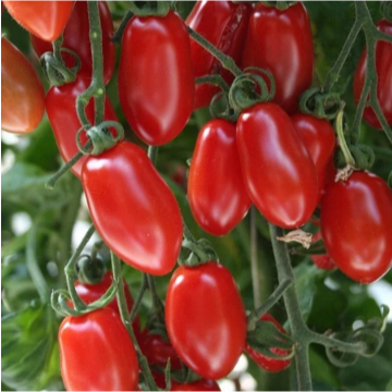 10 Biji Benih Tomat Red Ruby Bibit Tomat Cherry Merah