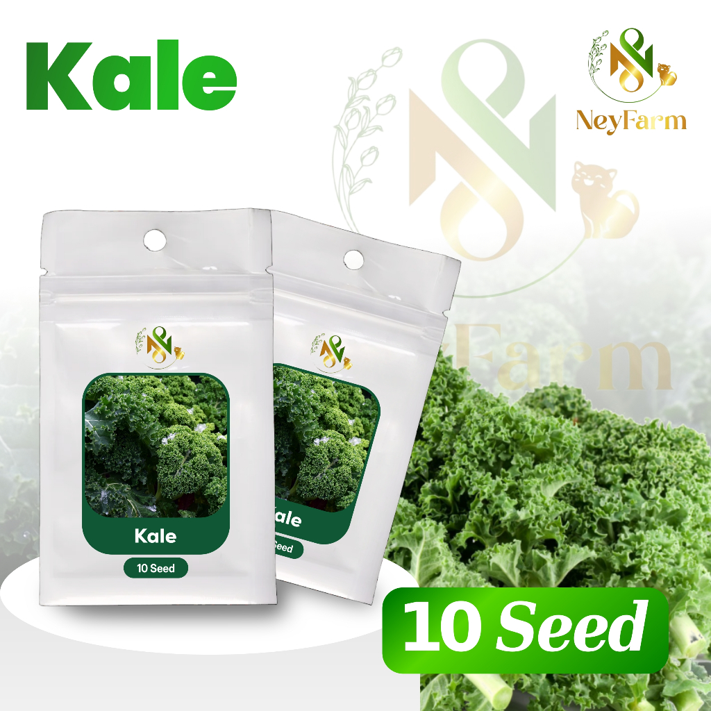 10 Biji Benih Kale Sayuran Daun Kale Leoni MH F1 Benih Sayur Berkualitas