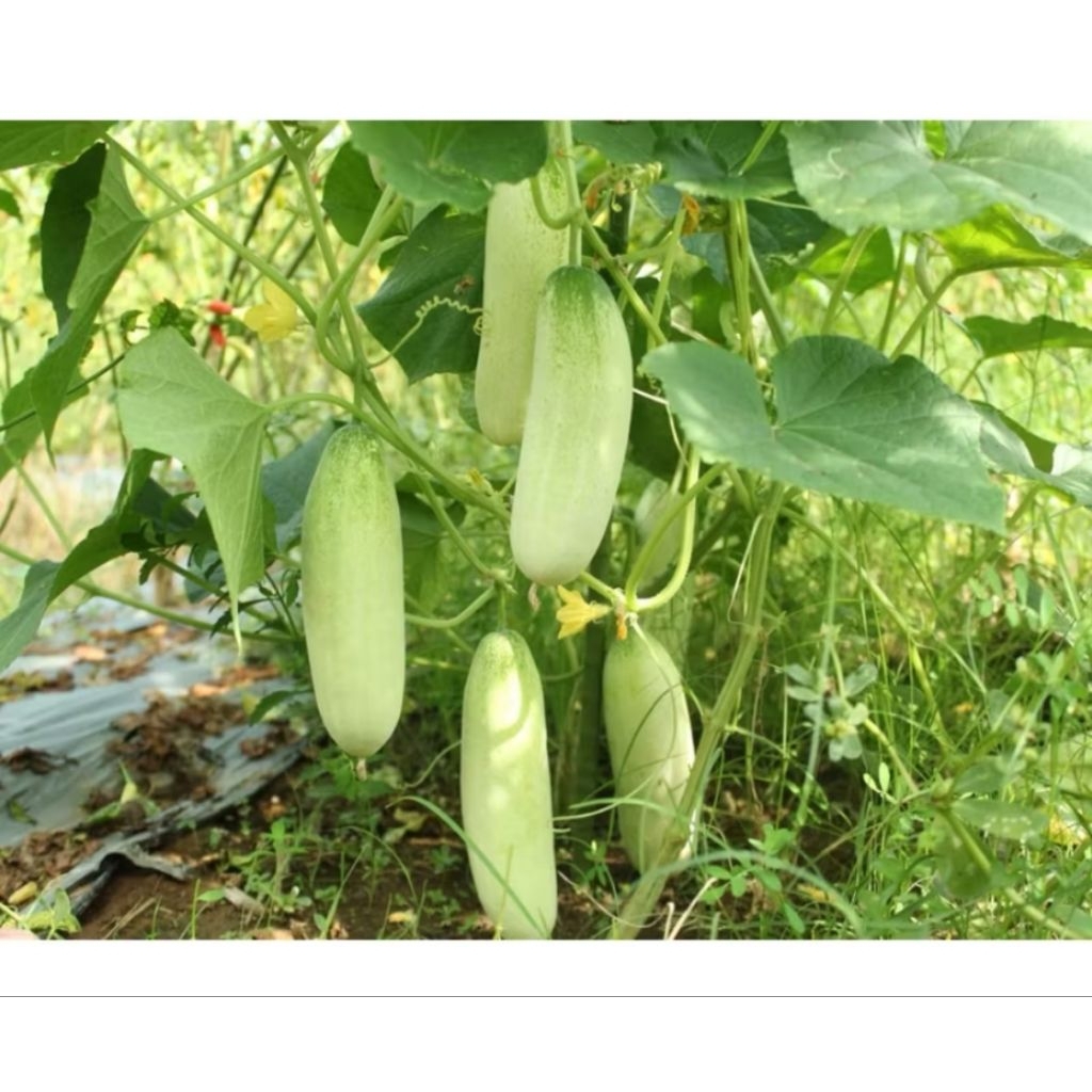 Benih bibit TIMUN LALAP PUTIH lalap hijau muda