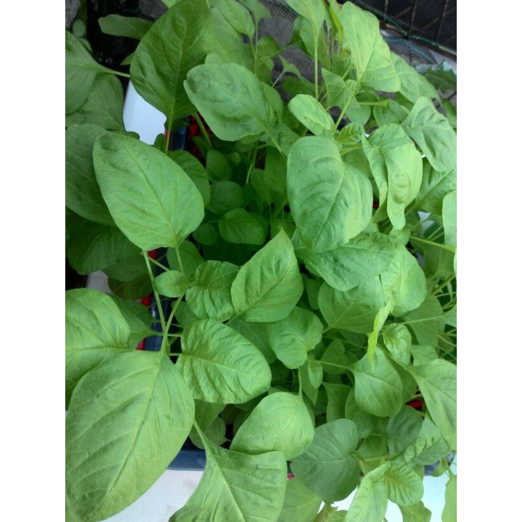 Bayam Raja Biji Benih Unggul