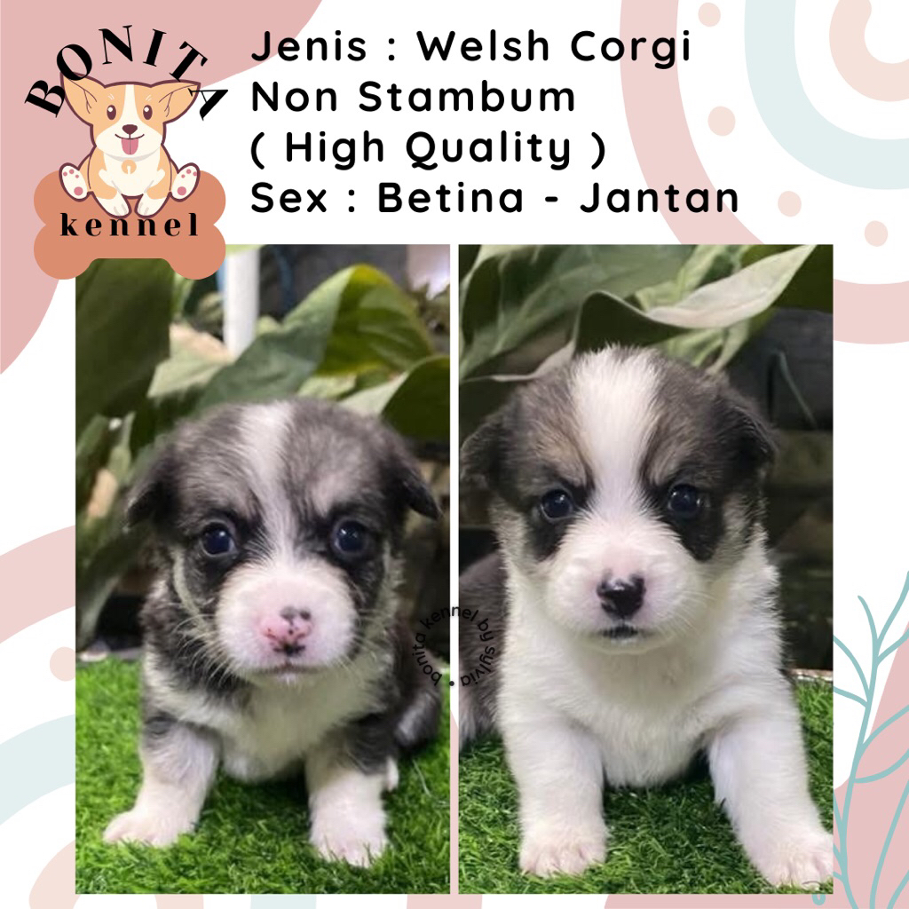 Welsh Corgi Non Stambum Jantan Betina Anak Anjing Corgi