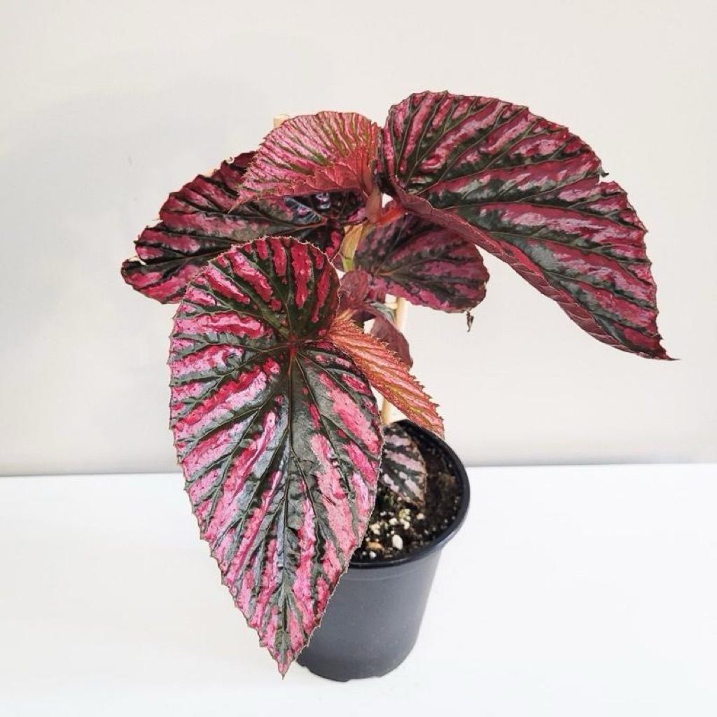 Begonia walet | Tanaman begonia pelangi | Begonia rex walet | Begonia brevirimosa