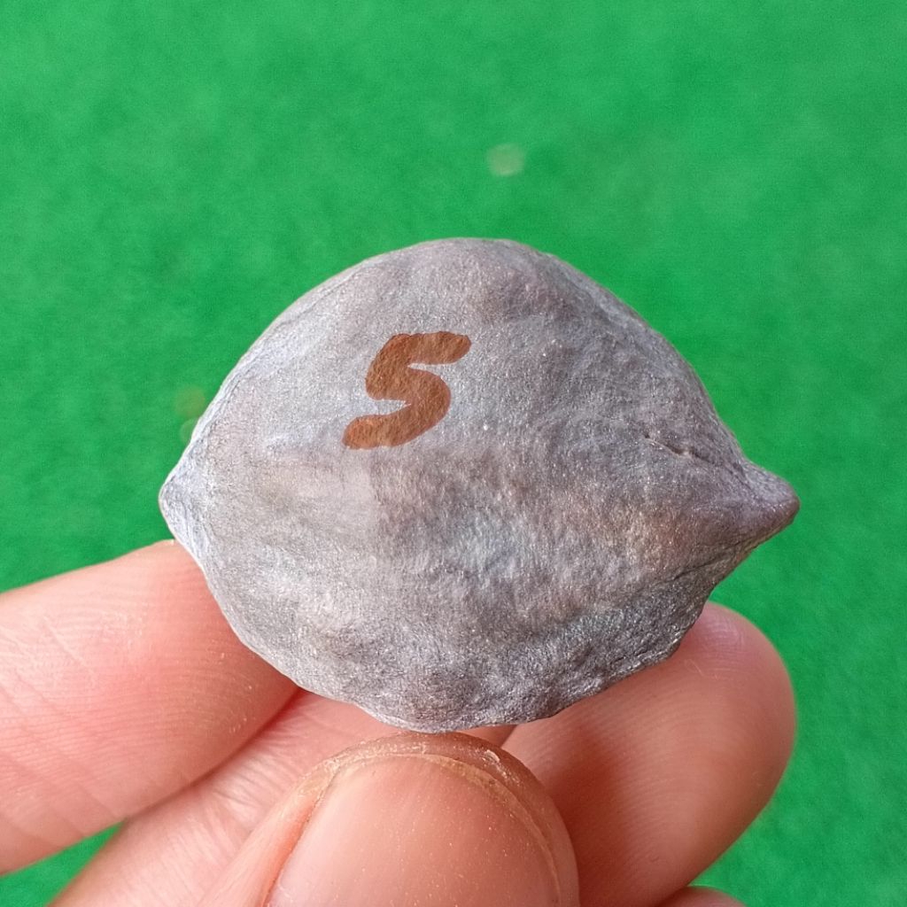 Muncang Adu MD Domba JR kode 5