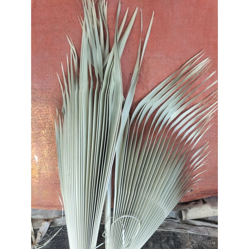 DAUN LONTAR_DAUN SIWALAN_hijauMuda uk.sedang/biji