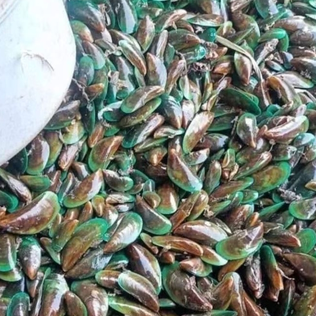 kerang hijau 1kg