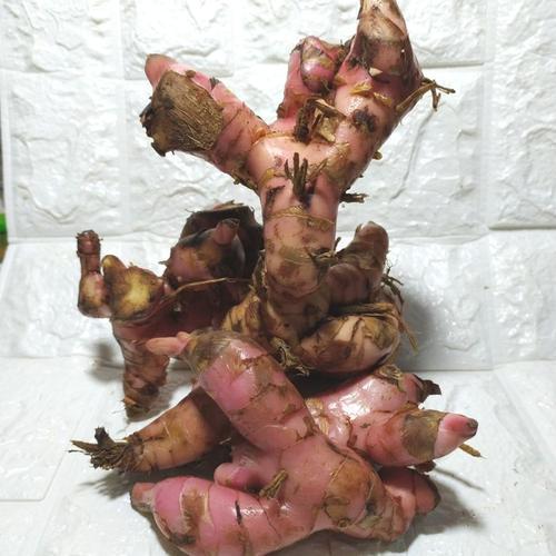 hemat lengkuas merah / laos merah 1 kg