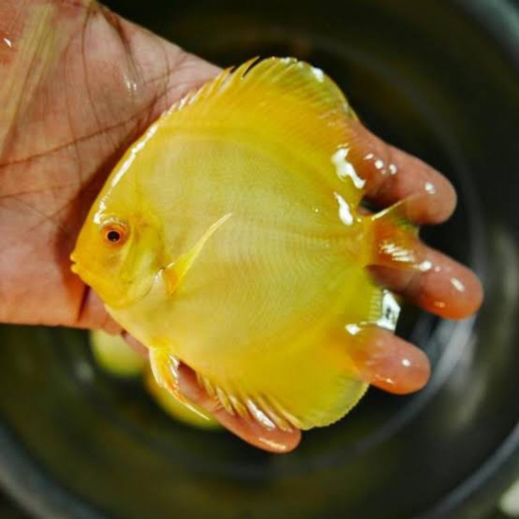 yelow lemon albino hiasan aquarium discus
