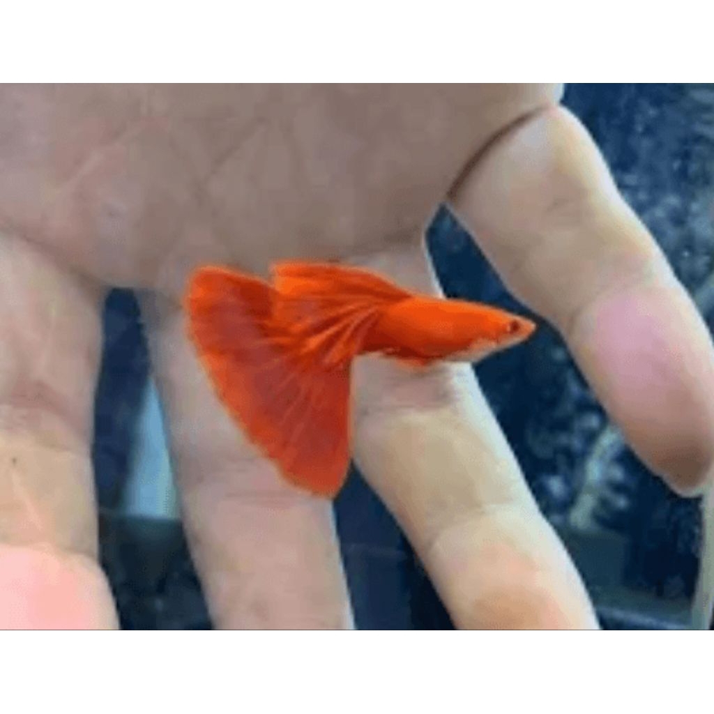 afr hiasan aquarium guppy elegan sepasang