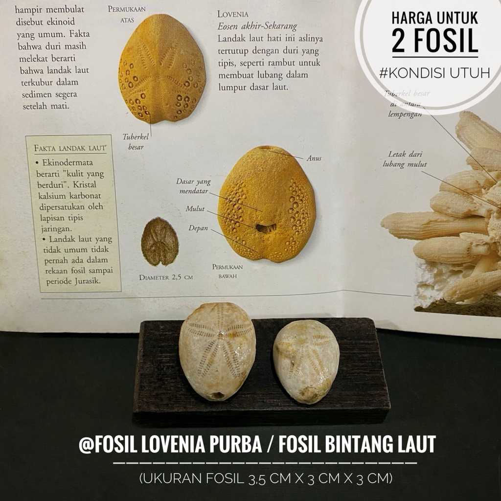 Fosil Lovenia Purba Natural B28 atau Fosil Bintang Laut atau Fosil Sea Urchin atau Fosil Landak Laut